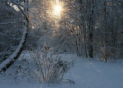 Zima, Śnieg, Las, Drzewa, Krzewy