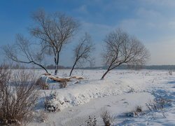 Krzewy i drzewa w śniegu na polu