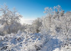 Zima, Śnieg, Drzewa, Krzewy, Wschód słońca, Mgła