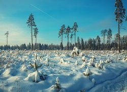 Krzewy i drzewa w śniegu