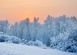 Zima, Śnieg, Ośnieżone, Krzewy, Drzewa