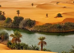 Krzewy i palmy nad wodą w oazie na pustyni