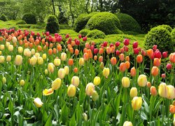 Krzewy i rabaty kolorowych tulipanów w parku