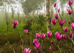 Krzewy, Magnolia, fioletowa,  Las, Brzozy, Mgła, Poranek