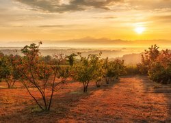 Krzewy na tle zachodzącego słońca w Toskanii