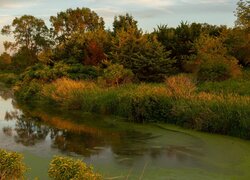 Jezioro, Prairie Rose Lake, Drzewa, Krzewy, Rośliny, Stan Iowa, Stany Zjednoczone