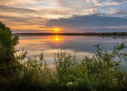 Krzewy nad rzeką o wschodzie słońca