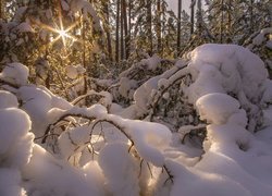 Krzewy pod śniegiem i drzewa w promieniach słońca