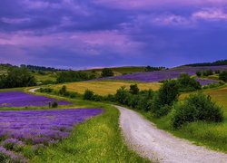 Krzewy przy drodze na polach lawendy