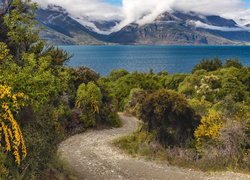 Góry, Jezioro Wakatipu, Droga, Krzewy, Żółte, Kwiaty, Nowa Zelandia