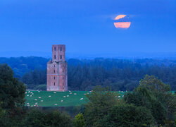 Anglia, Dorset, Wimborne, Pomnik, Horton Tower, Las, Drzewa, Łąki, Pastwisko, Owce, Księżyc