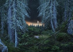 Księżycowa noc nad lasem iglastym