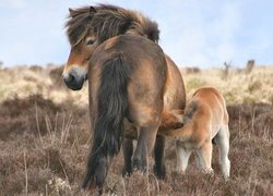 Kuc Exmoor ze źrebakiem