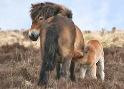 Dwa, Konie, Kuce Exmoor, Źrebak, Kobyła