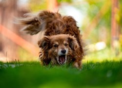 Kudłaty pies na trawie
