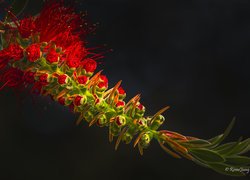 Kuflik cytrynowy w zbliżeniu