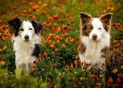 Psy, Kundelek, Border collie, Łąka, Kwiaty