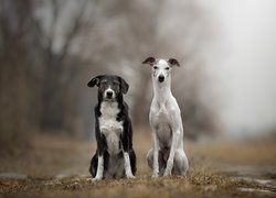 Kundelek i whippet na polanie