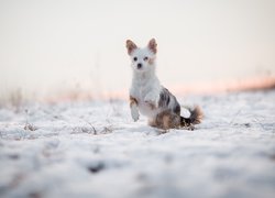 Pies, Kundelek, Śnieg