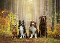 Psy, Kundelek, Owczarek szetlandzki, Owczarek australijski, Labrador retriever, Las, Polanka, Krzewy