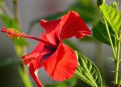 Kwiat czerwonego hibiskusa