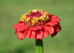 Kwiat czerwonej cynii