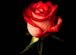 Kwiat czerwonej róży na czarnym tle