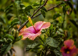 Kwiaty, Hibiskus, Liście