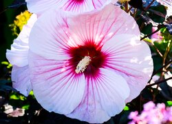 Hibiskus, Kwiat, Zbliżenie