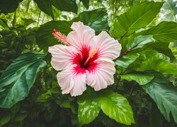 Kwiat, Hibiskus, Liście, Zielone