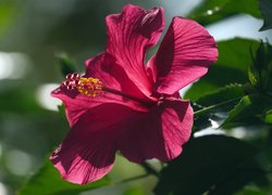 Kwitnący, Czerwony, Hibiskus