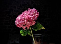 Kwiat hortensji różowej w szklanym naczyniu