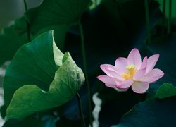 Kwiat i liście lotosu