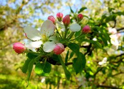 Kwiat i pąki jabłoni w zbliżeniu