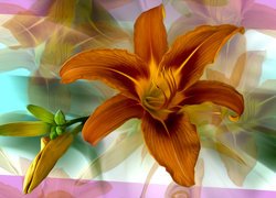 Kwiat, Lilia, Grafika, Kolorowe tło