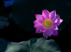 Kwiat lotosu na ciemnym tle