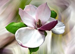 Różowy, Kwiat, Magnolia, Grafika, Kolorowe tło