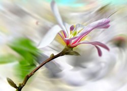 Kwiat magnolii w rozmyciu