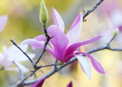 Kwiat, Magnolia, Gałązka