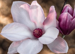 Kwiat magnolii