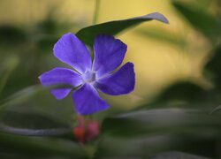 Kwiat niebieskiego barwinka w zbliżeniu