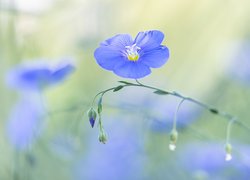 Kwiat niebieskiego lnu w zbliżeniu