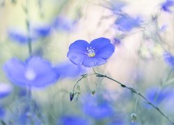 Kwiat niebieskiego lnu