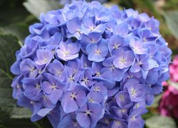Kwiat niebieskiej hortensji w zbliżeniu