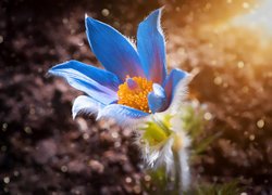 Kwiat niebieskiej sasanki