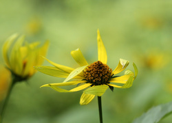 Kwiat o żółtych płatkach