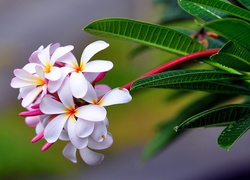 Kwiat, Plumeria