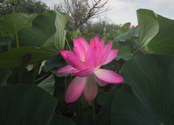 Kwiat różowego lotosu wśród liści