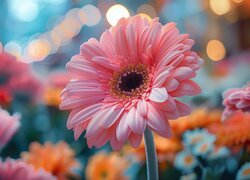 Kwiat różowej gerbery w zbliżeniu