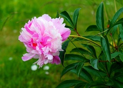Kwiat różowej piwonii